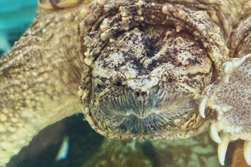 Common Snapping Turtle