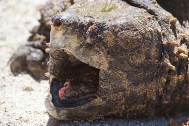 Alligator Snapping Turtles