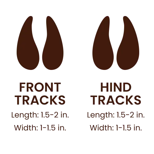 Domestic Goat footprints