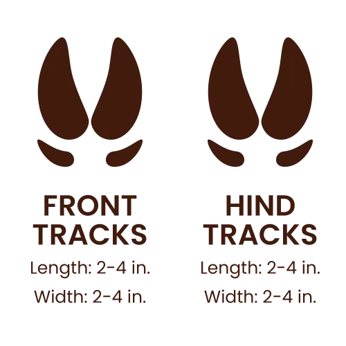 Domestic Pig footprints