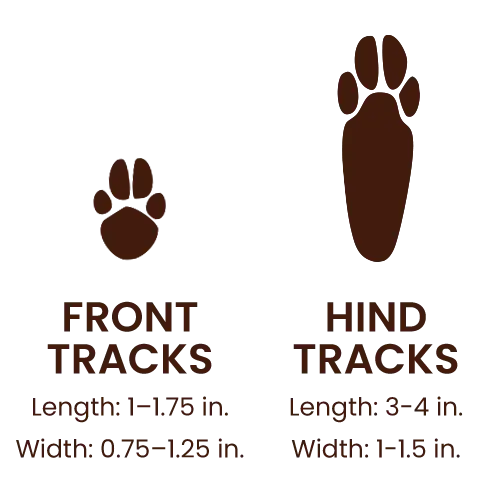 Domestic Rabbit footprints