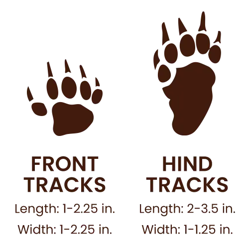 Striped Skunk footprints