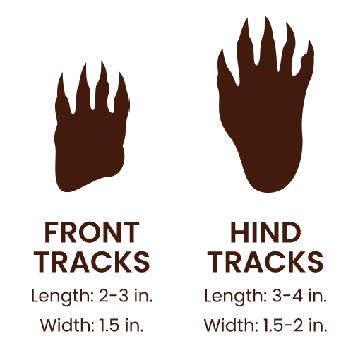 North American Porcupine footprints