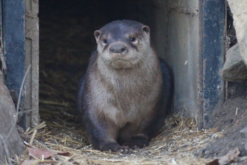 North American River Otter