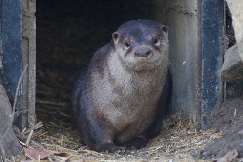 North American River Otter