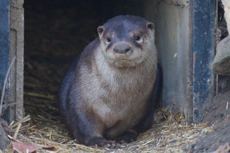 North American River Otter