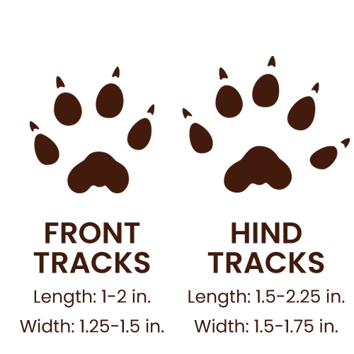 American Mink footprints