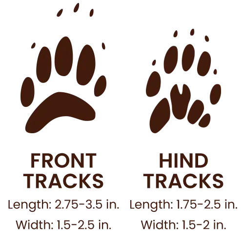 American Badger footprints
