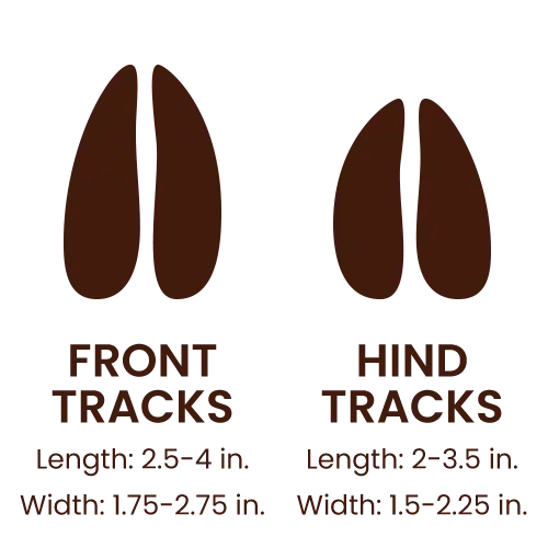 White-Tailed Deer footprints