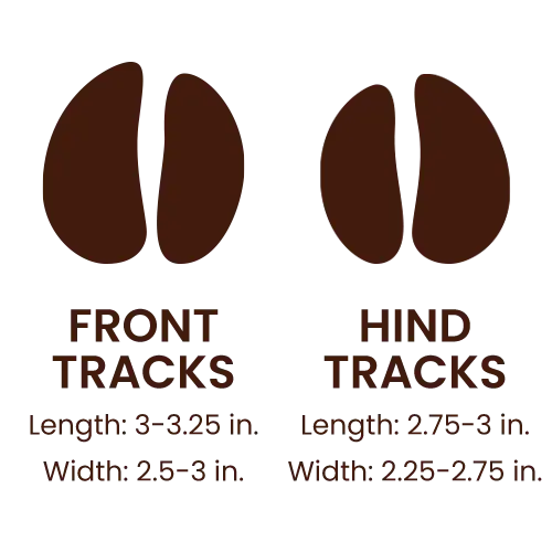 Texas Longhorns footprints