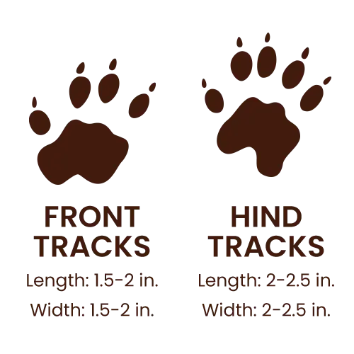 Groundhog footprints
