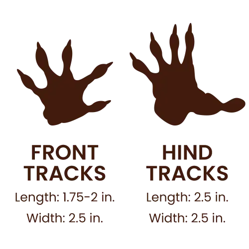 Virginia Opossum footprints