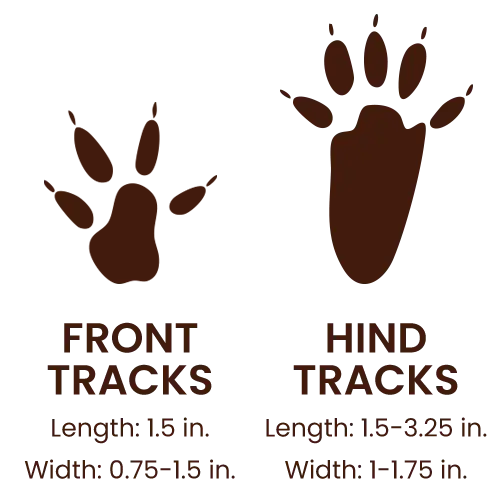 Eastern Fox Squirrel footprints
