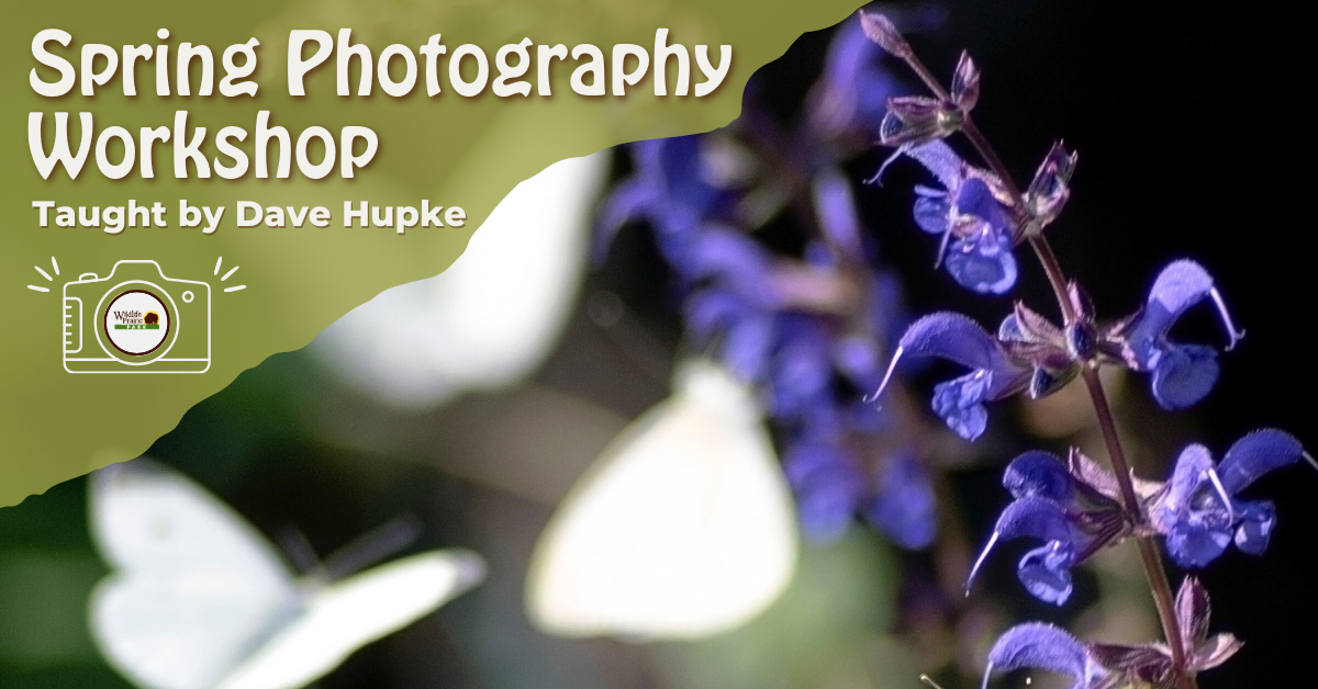Photography Web Graphic (1200 x 628 px) (5)