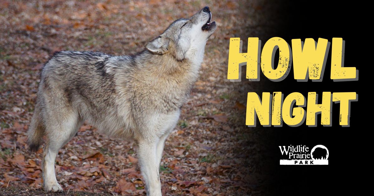 Howl Night Web Graphic 2026