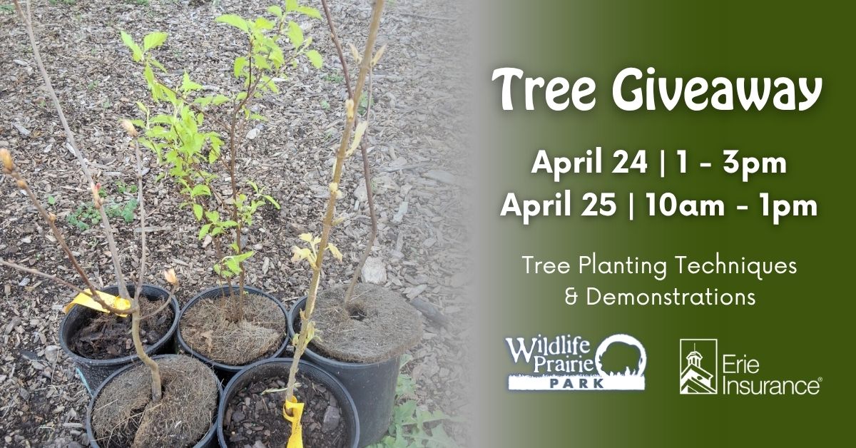 Tree Giveaway 2026
