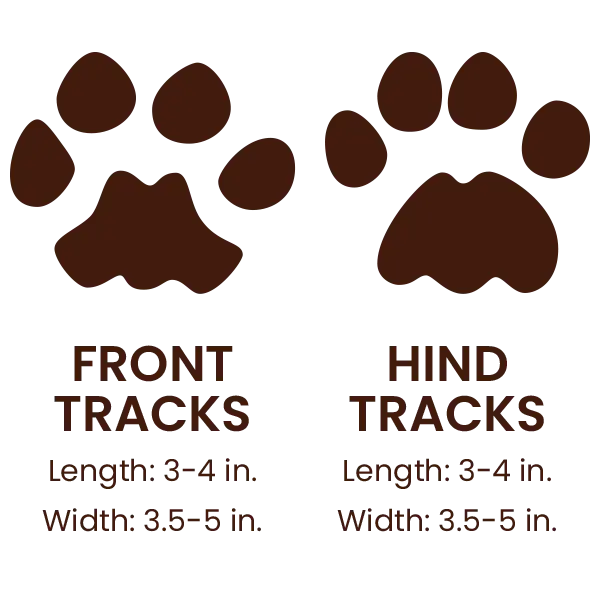 Cougar footprints