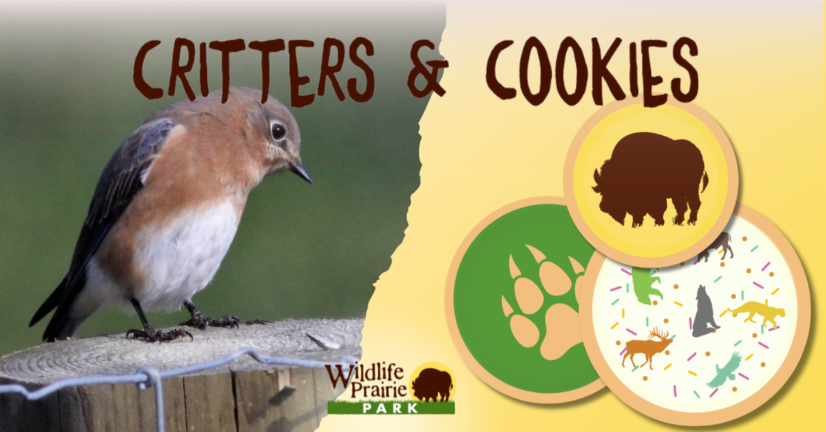 Critters & Cookies Just Wingin It June 