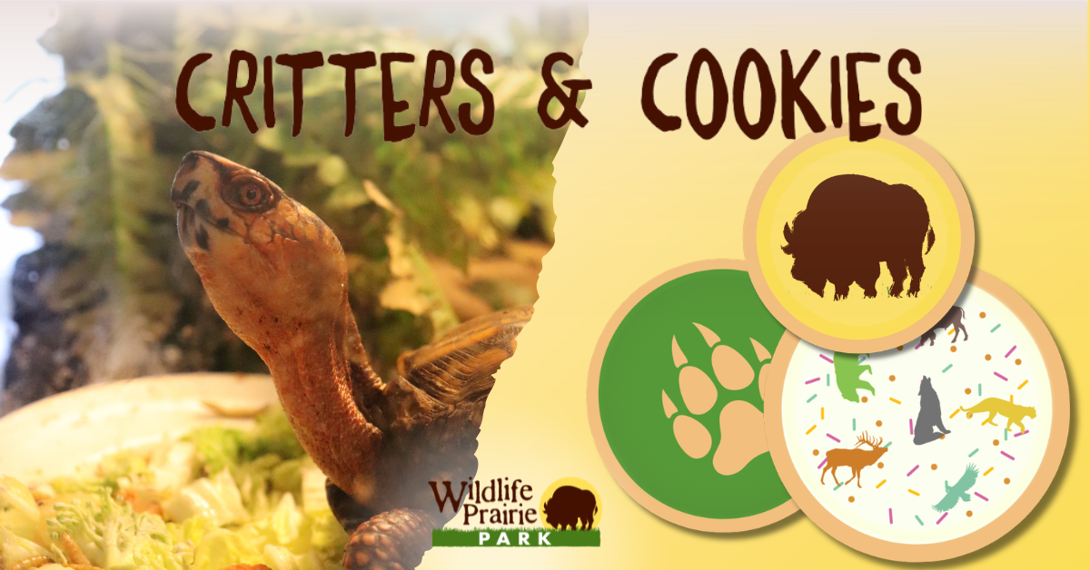 Critters & Cookies The Importance of Enrichment June