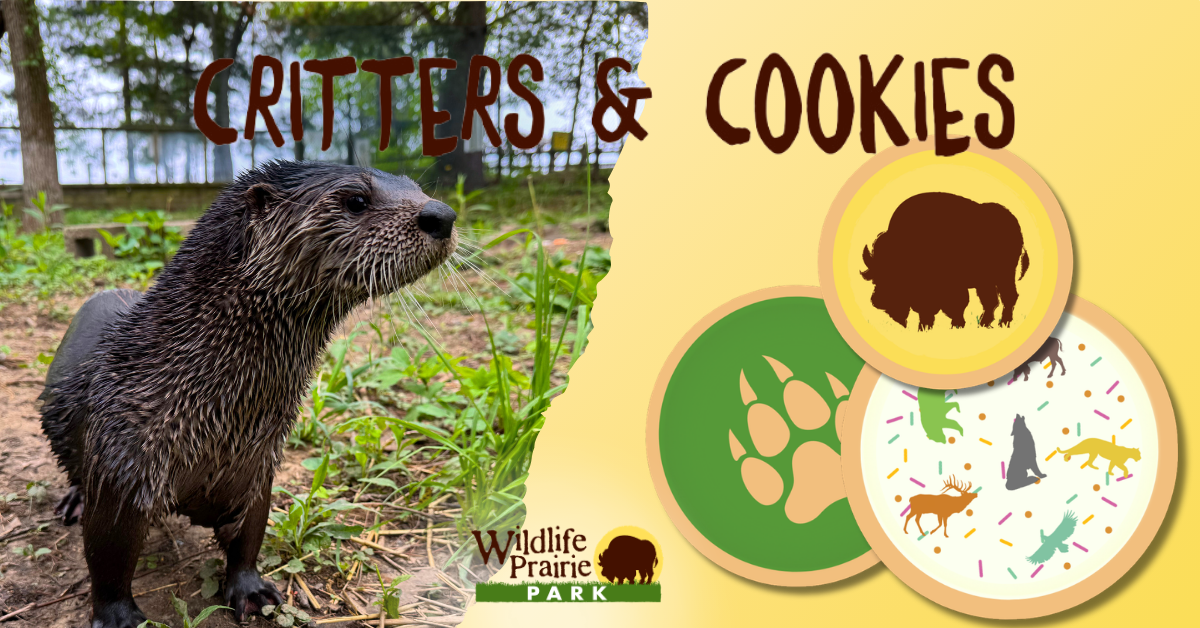 Critters & Cookies You Otter Know June
