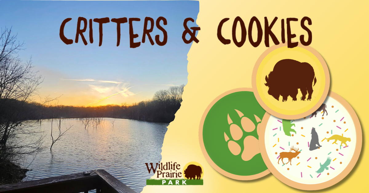 Critters & Cookies Fun in the Sun June (1)