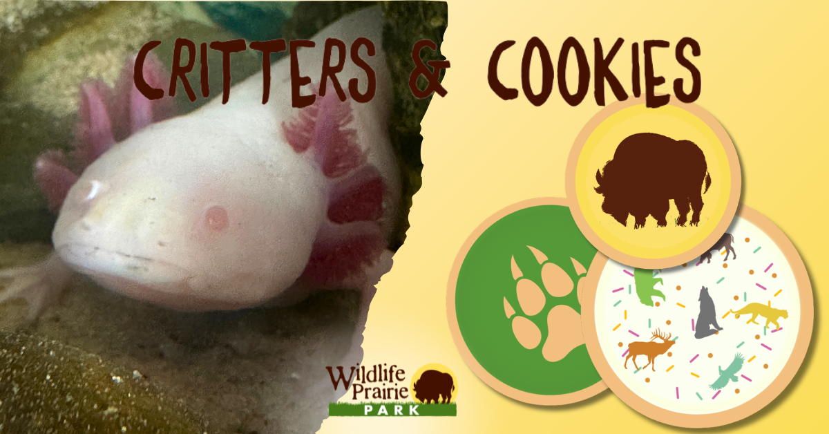 Critters & Cookies Axo-lute Cuties!  June