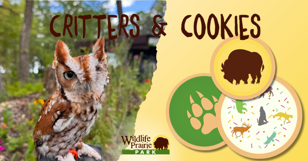Critters & Cookies Swoop! There It IsJune