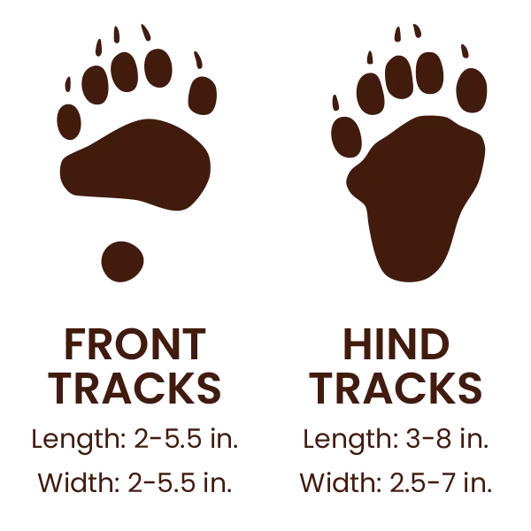 Black Bear footprints