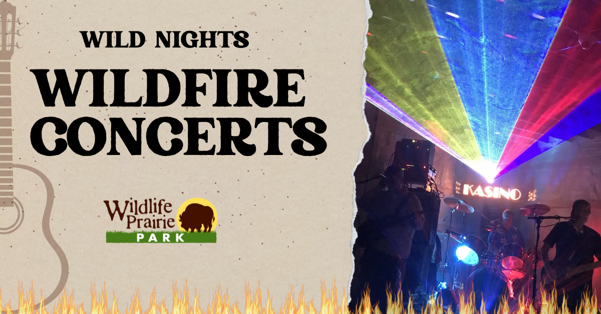 Wildfire Concert 2025 - Kasino (1)