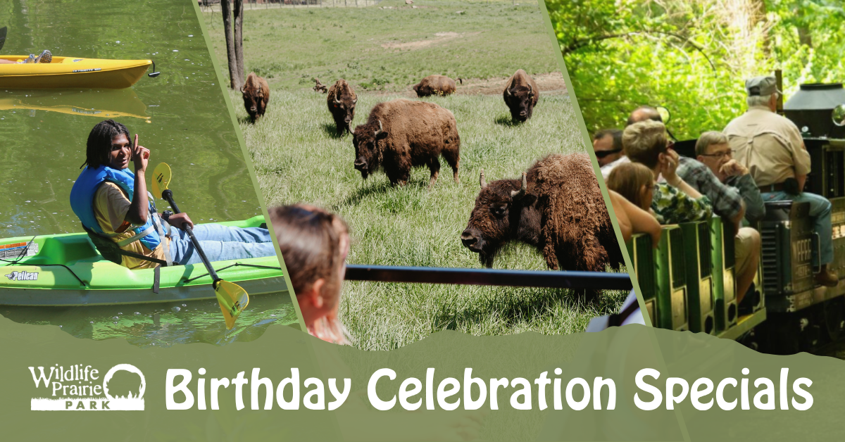12 off birthday graphic