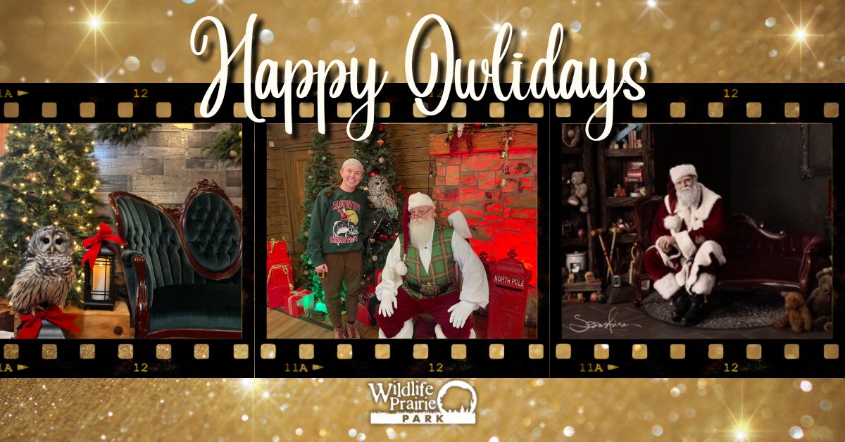 Happy Owlidays Event photo (1)