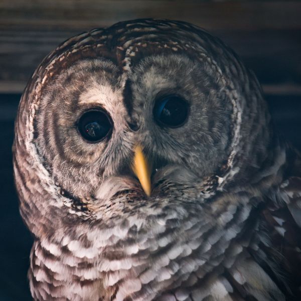 Barred Owl
