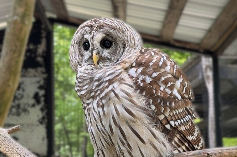 Barred Owl