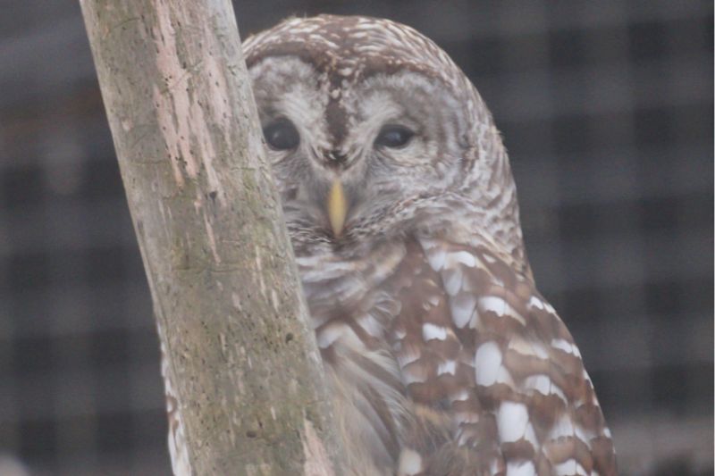 Barred Owl