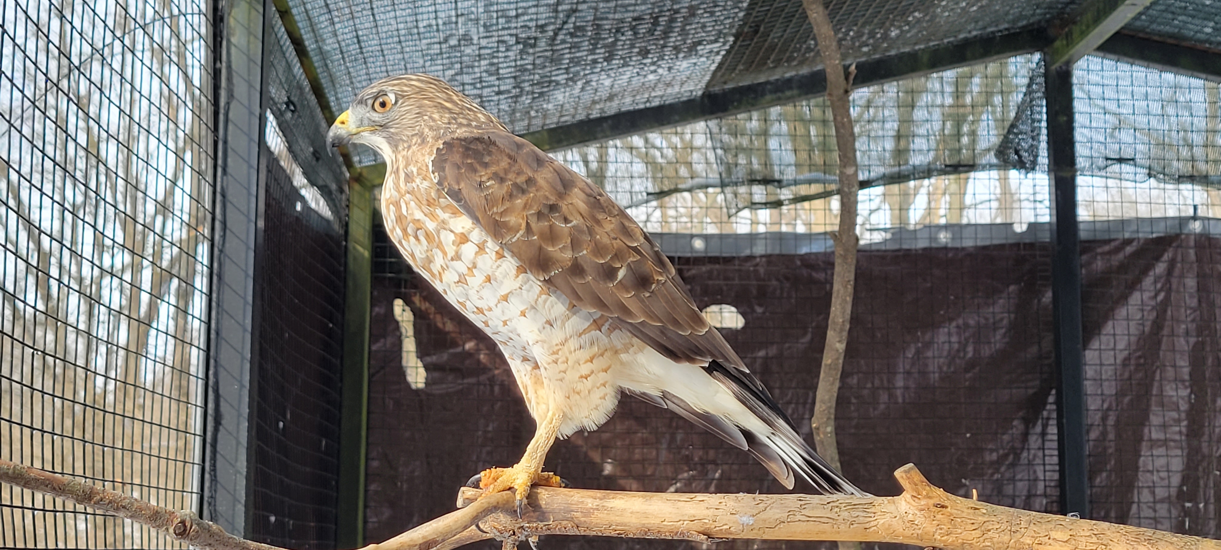 Broad-winged Hawk