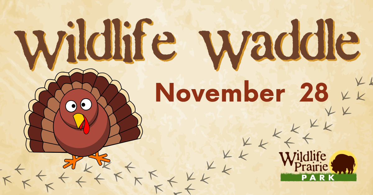 Wildlife Waddle 2025 Website Graphic