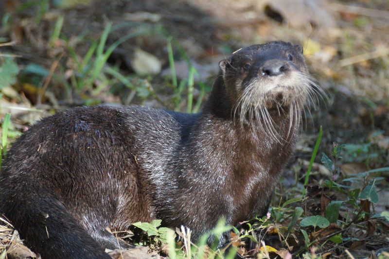 Private Meet & Greet at Wildlife Prairie Park