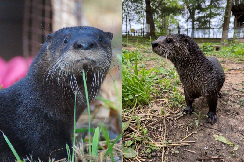 River Otter Wild Encounter River Otter Wild Encounter