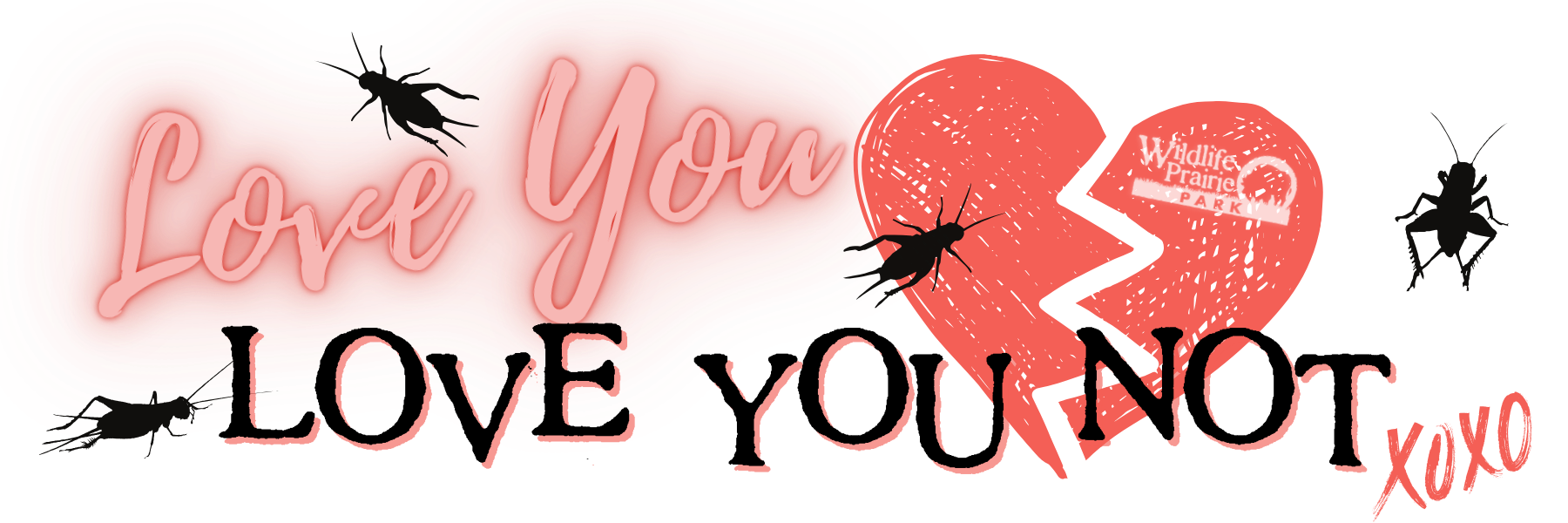 Love You, Love You Not