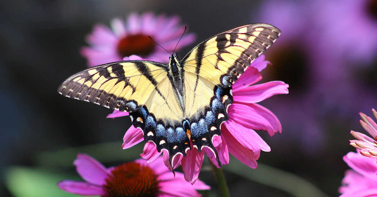 Swallowtail Butterfly at Wildlife Prairie Park