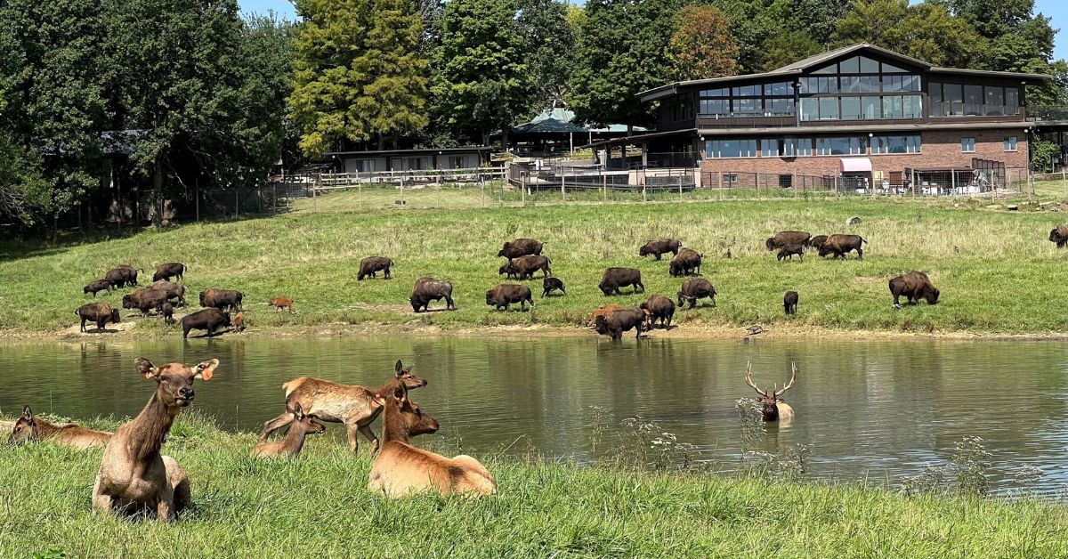 Bison and Elk in front of Hespell Deck