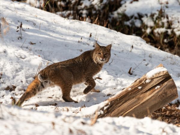 Bobcat in Snow