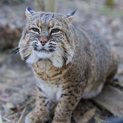 Wildlife Prairie Park 75 Mile Hiking Challenge