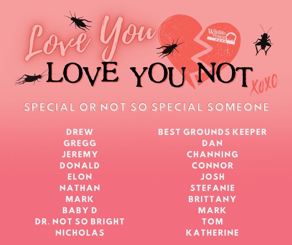 Love You Love You Not Names 2025