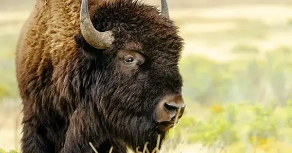 See Bison at Wildlife Prairie Park