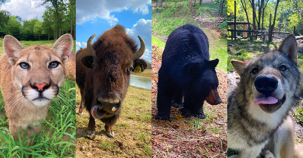 Private Animal Feeding & Encounter at Wildlife Prairie Park