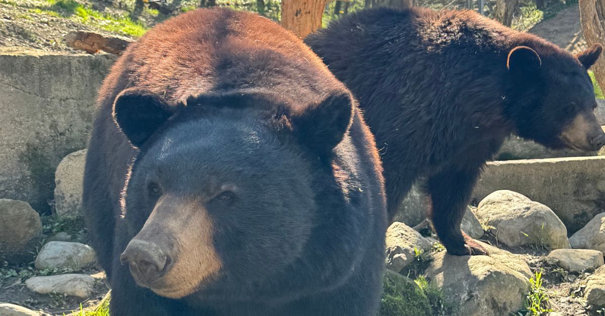 Delilah and Samson the Black Bears