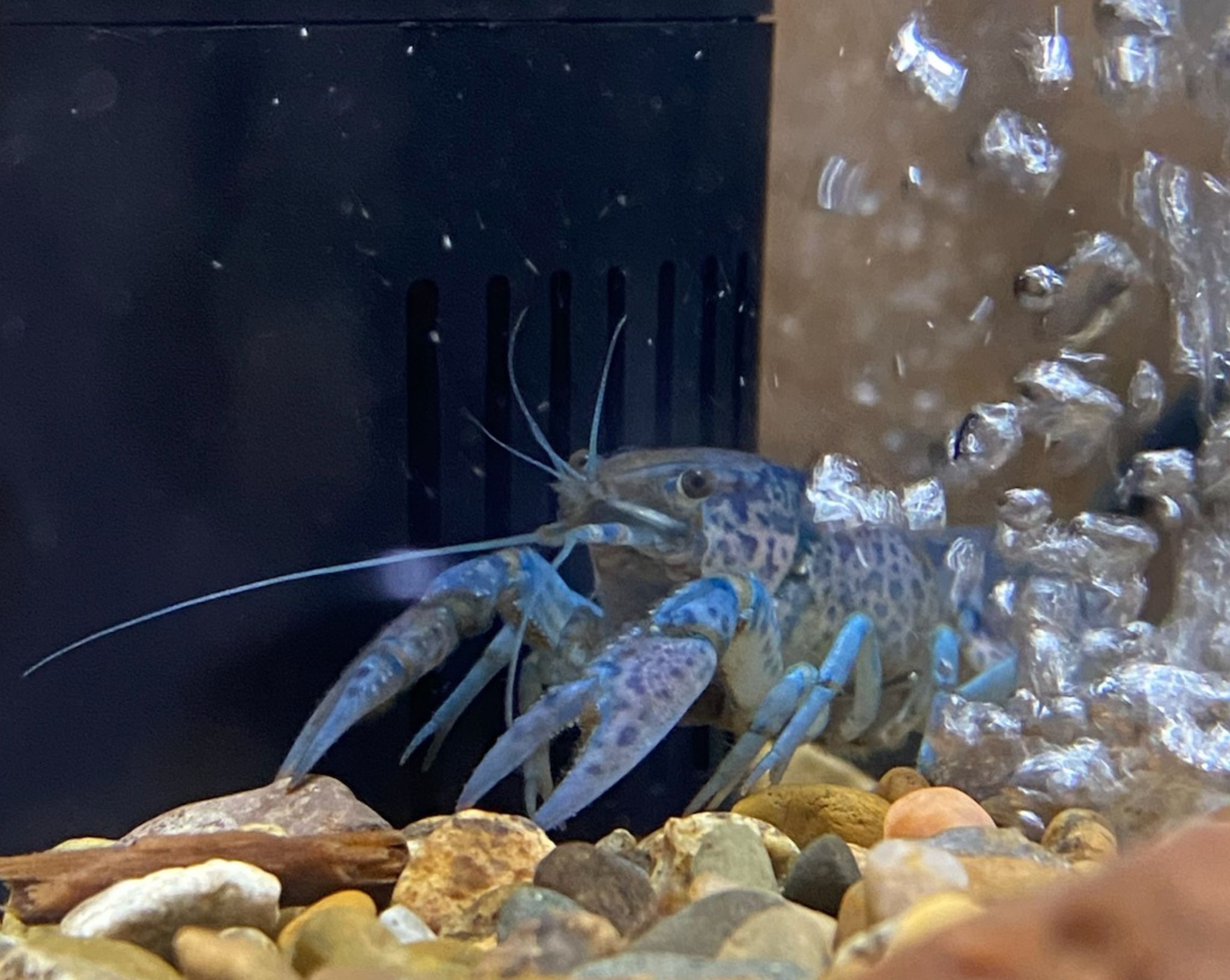 Blue Crayfish