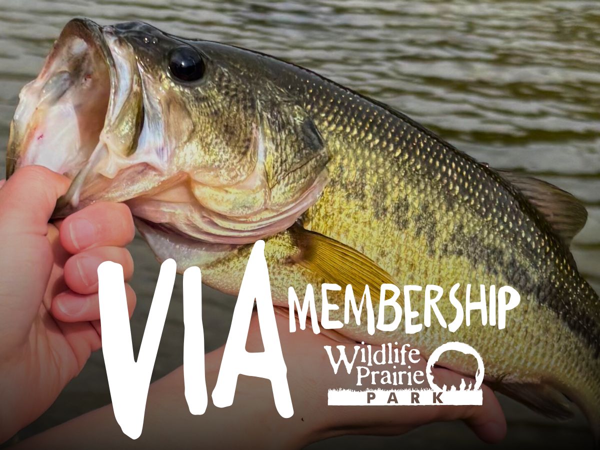 Wildlife Prairie Park Very Important Angler Membership