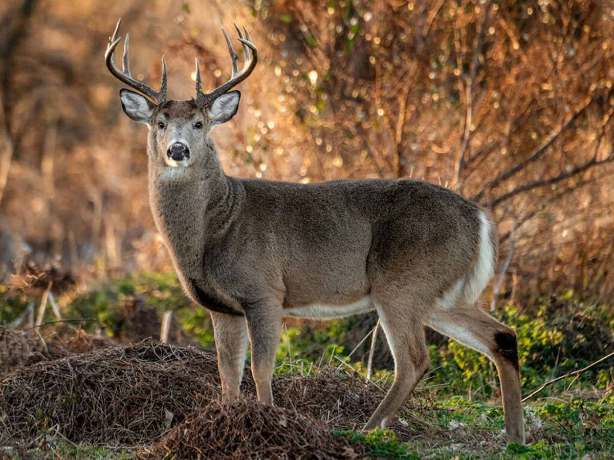 University of Illinois Extension Master Naturalist at Wildlife Prairie Park